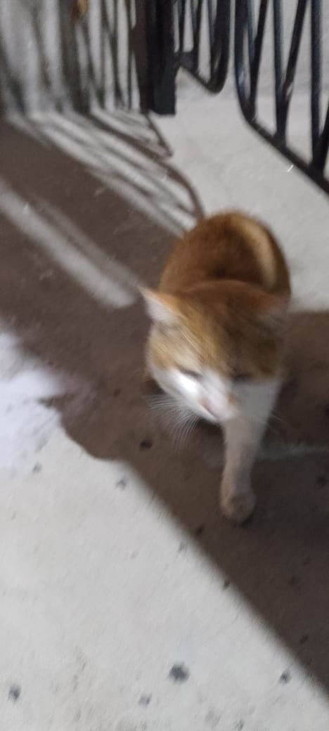 Найдена собака в Архангельске — фото объявления