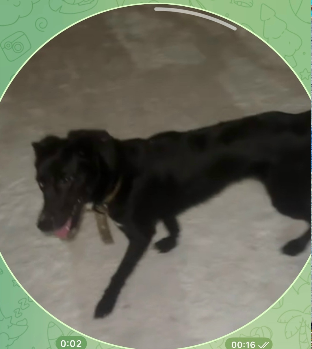 Найдена собака в Архангельске — фото объявления