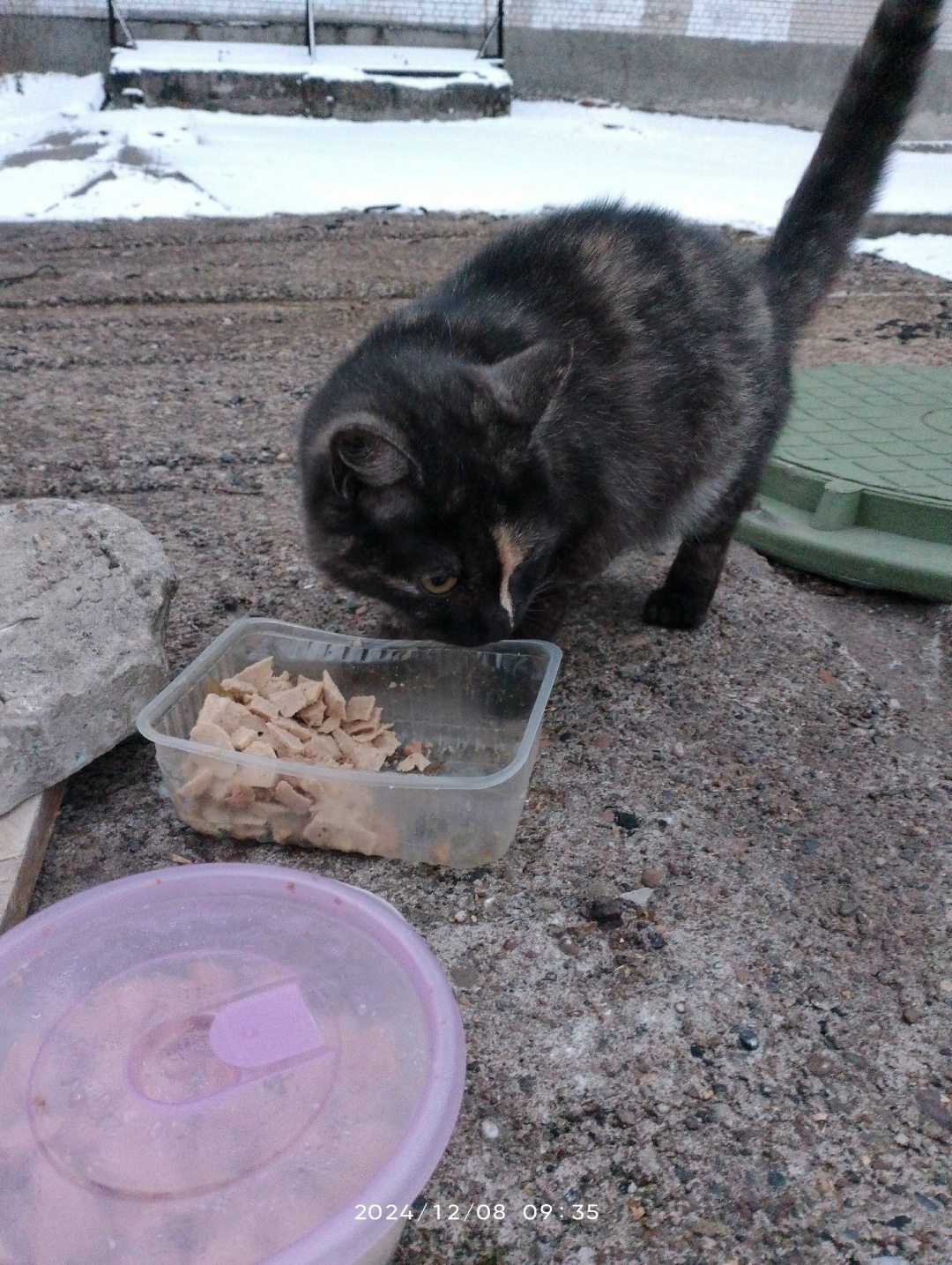Найдена собака в Архангельске — фото объявления