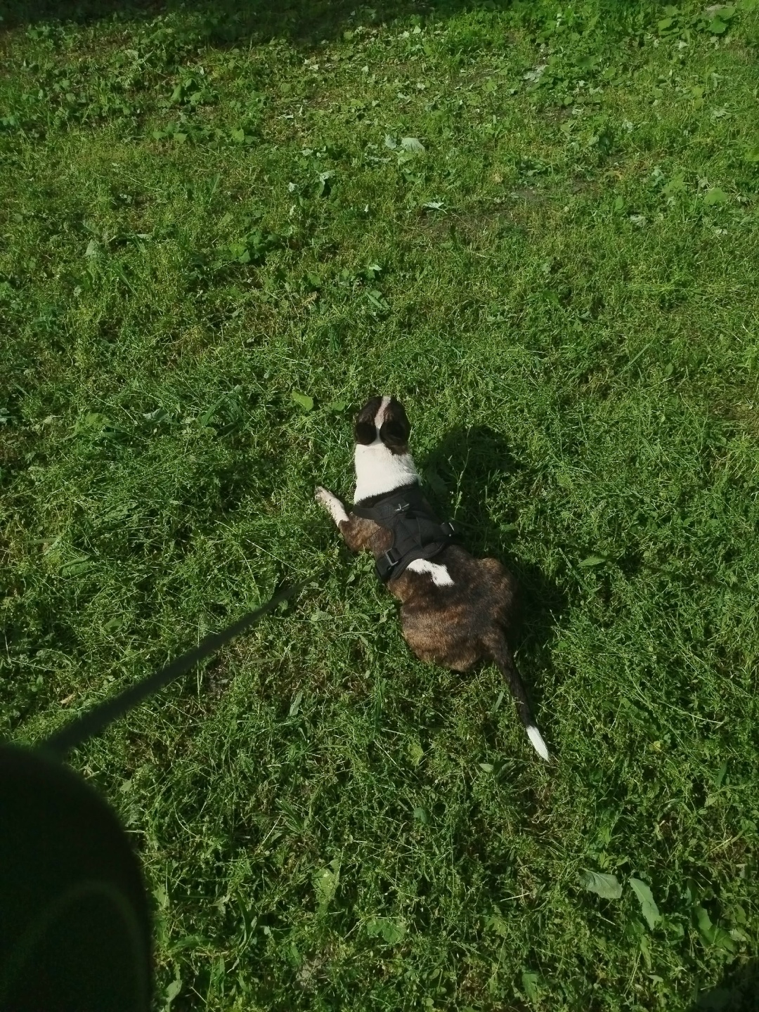 Найдена собака в Архангельске — фото объявления