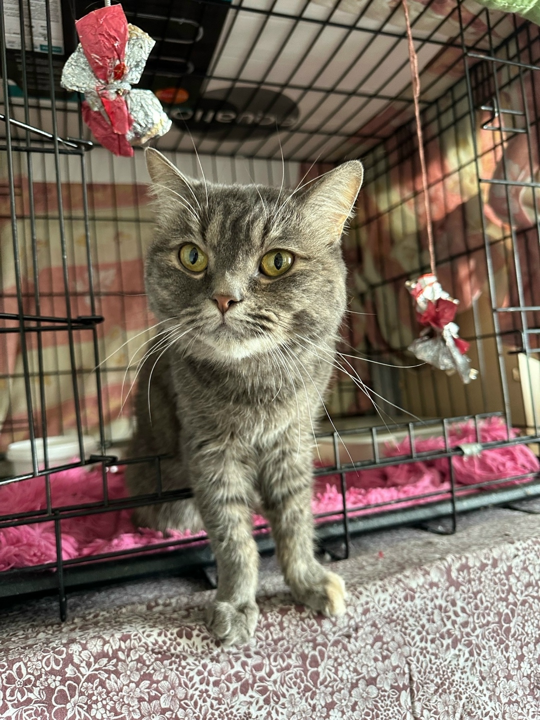 Найдена собака в Архангельске — фото объявления