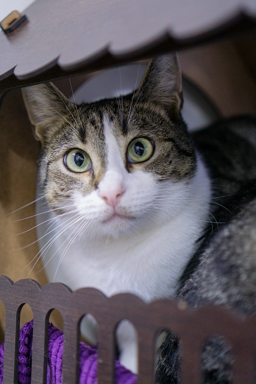 Найдена собака в Архангельске — фото объявления