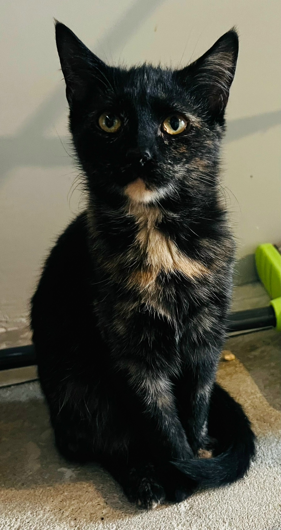 Найдена собака в Архангельске — фото объявления