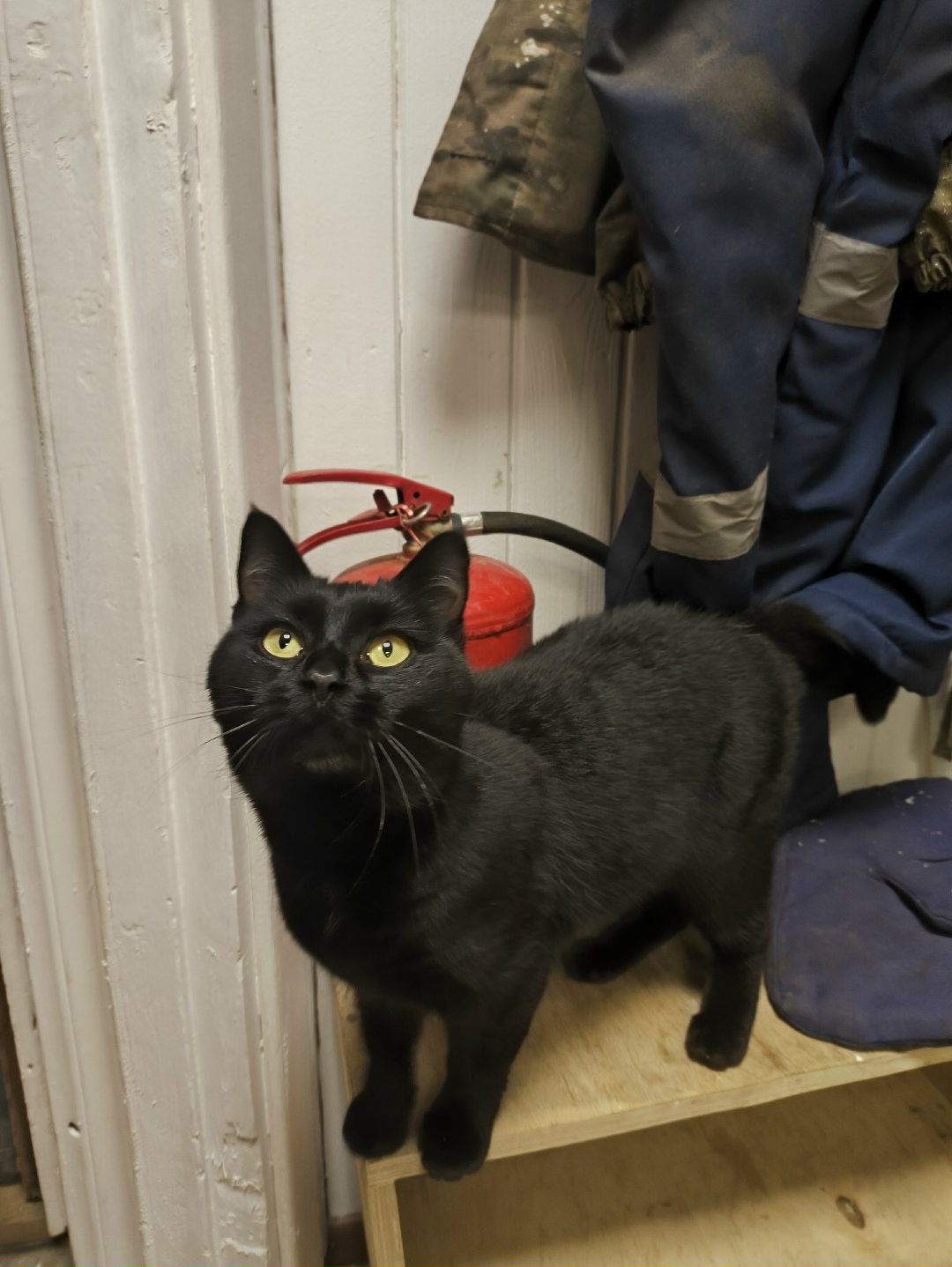 Найдена собака в Архангельске — фото объявления