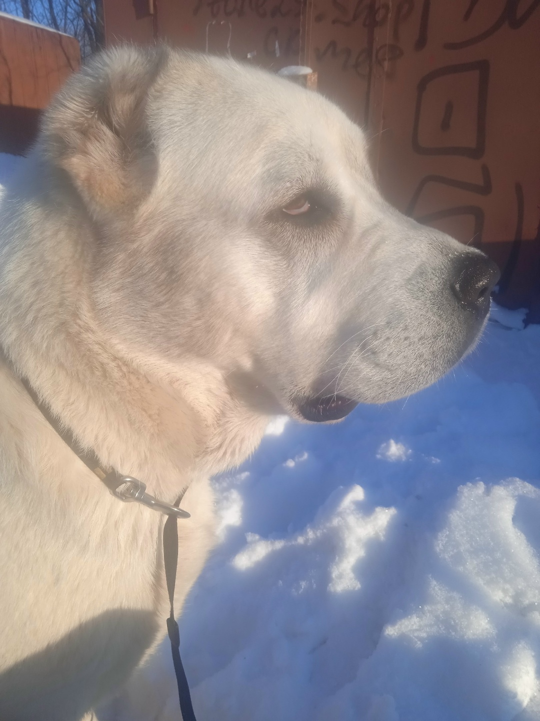 Найдена собака в Архангельске — фото объявления