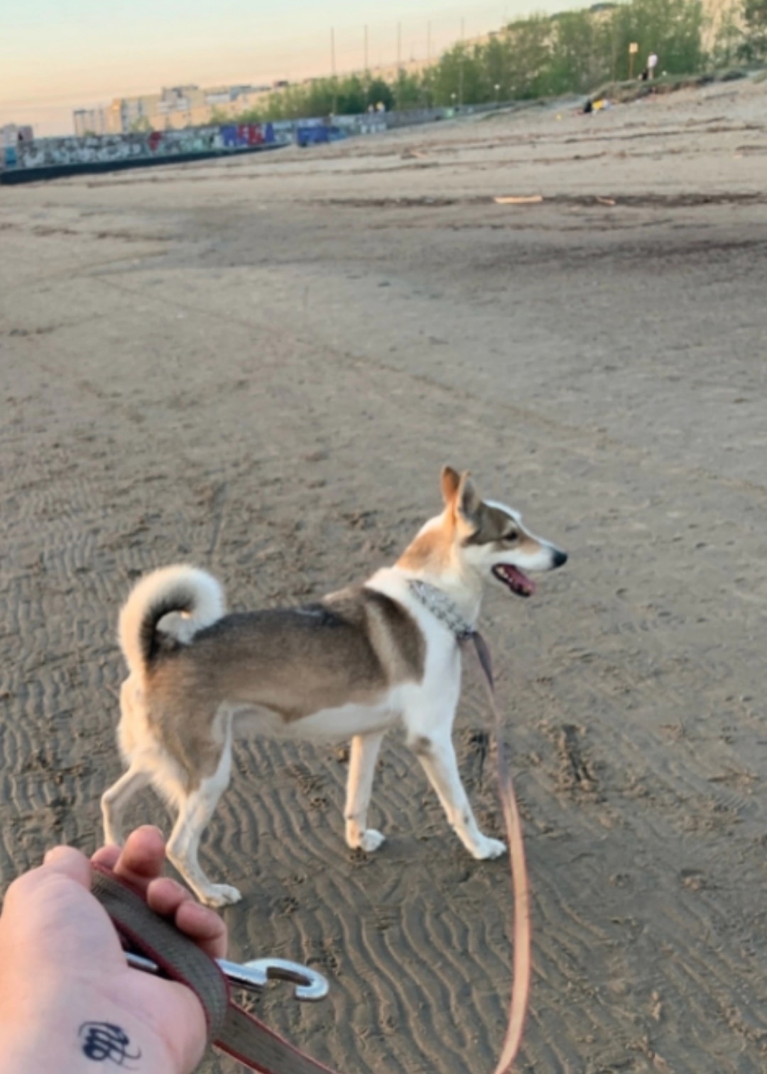 Найдена собака в Архангельске — фото объявления