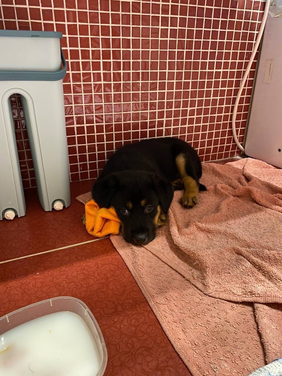 Найдена собака в Архангельске — фото объявления