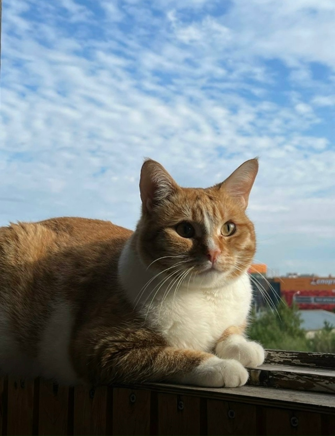 Пропала кошка в Архангельске — фото объявления