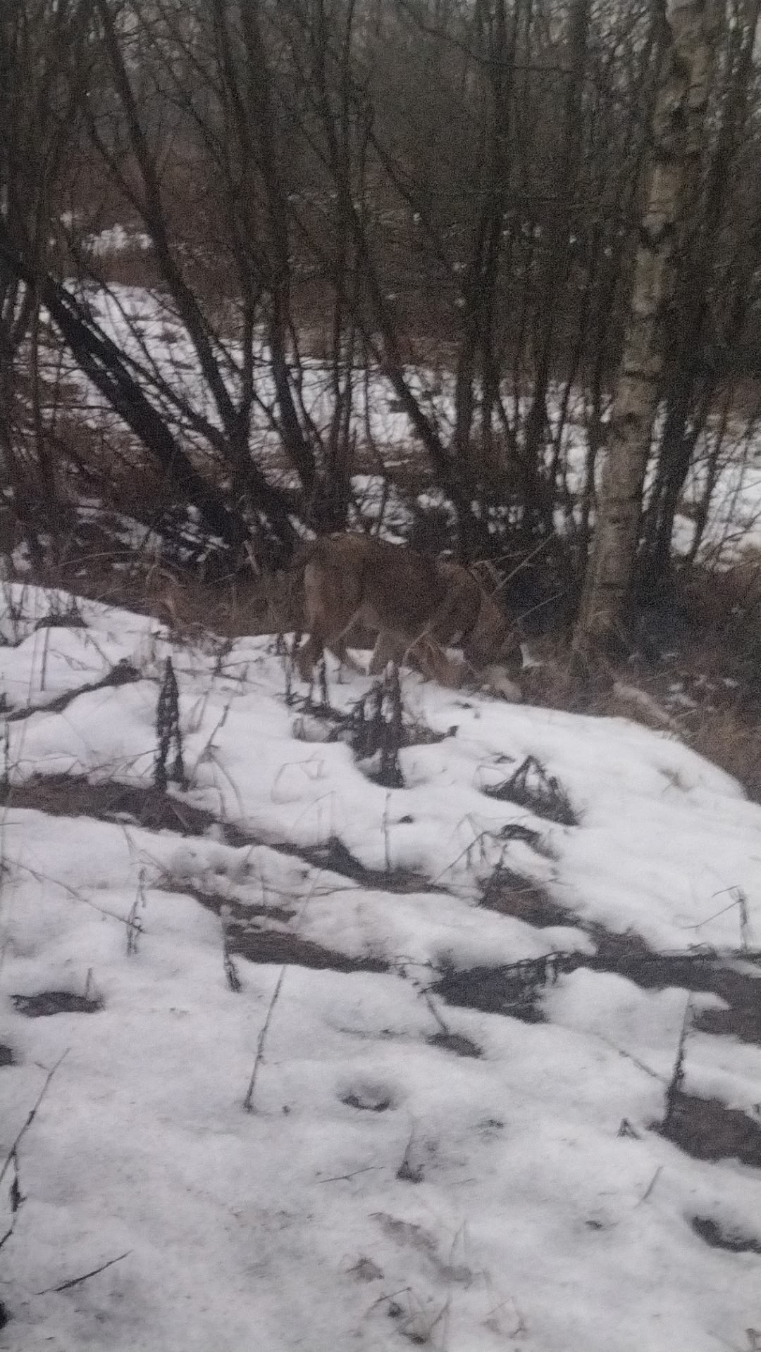 Найдена собака в Архангельске — фото объявления