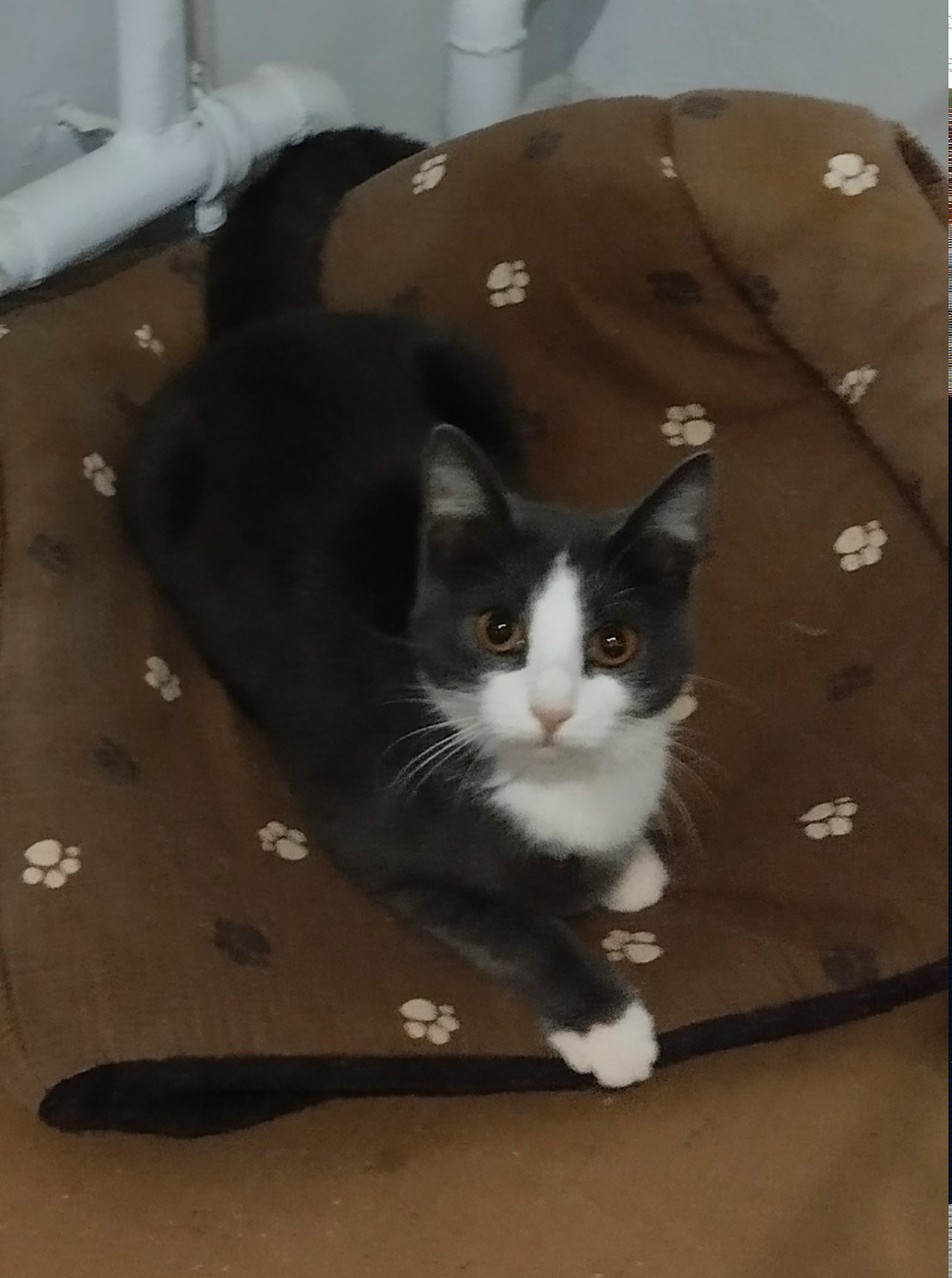 Найдена собака в Архангельске — фото объявления