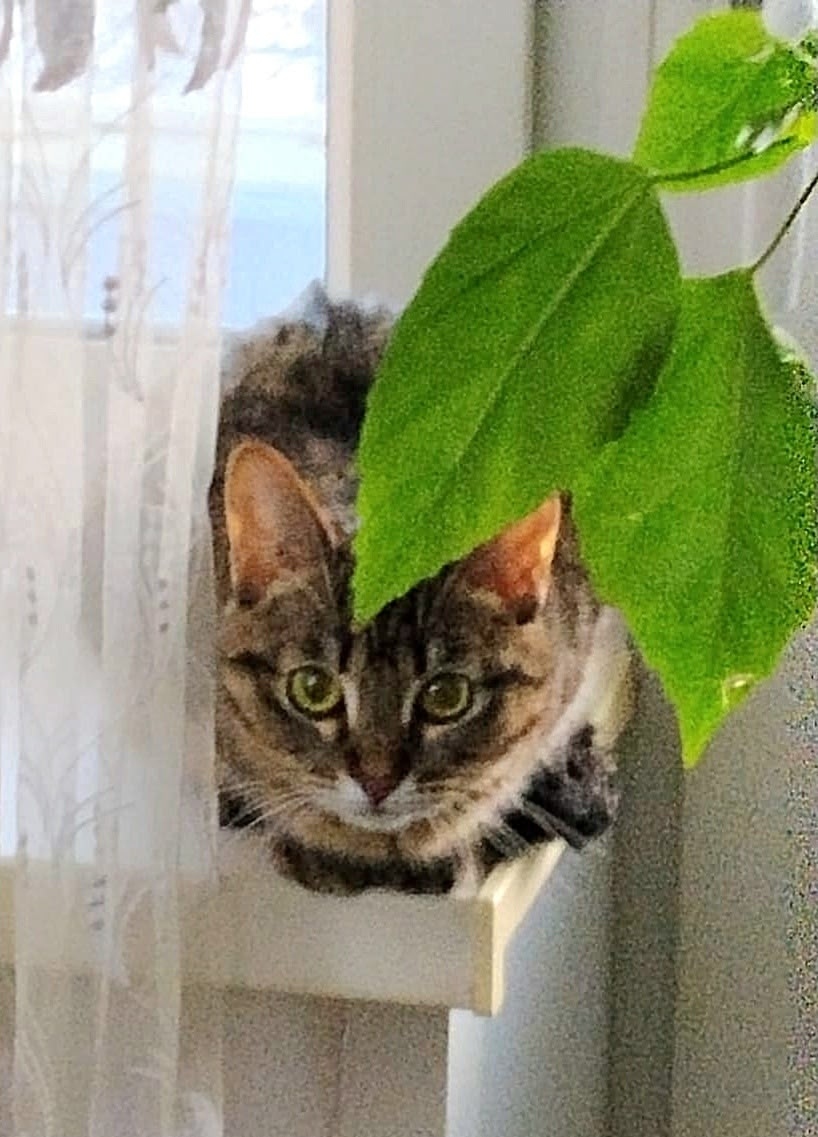 Найдена собака в Архангельске — фото объявления