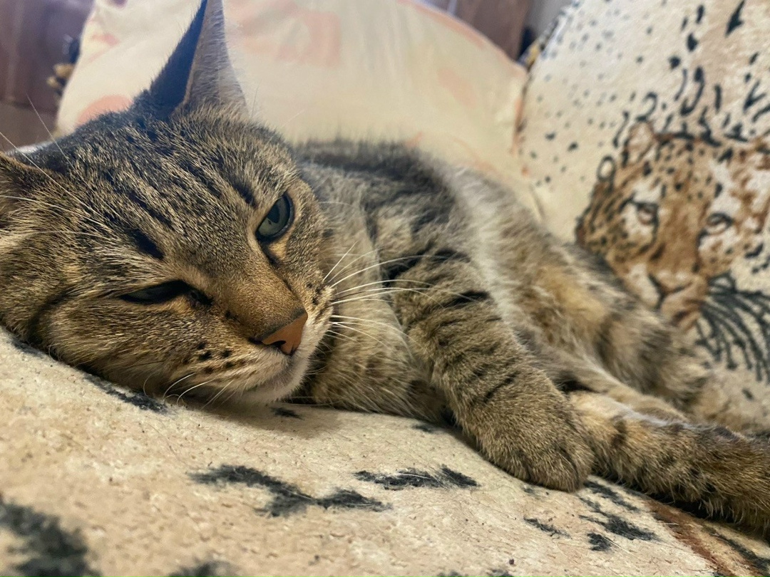 Найдена собака в Архангельске — фото объявления