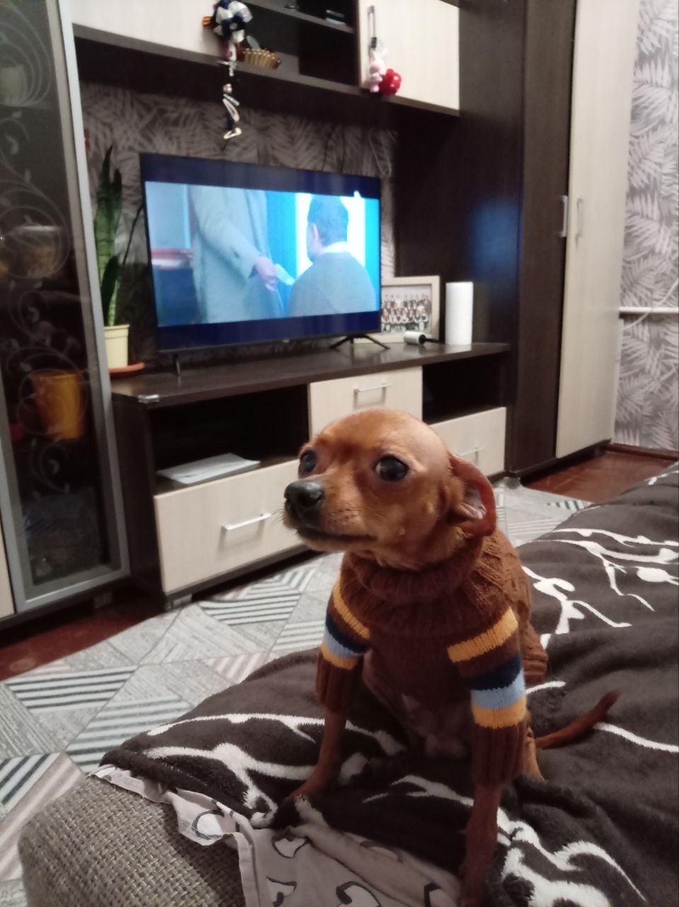 Найдена собака в Архангельске — фото объявления