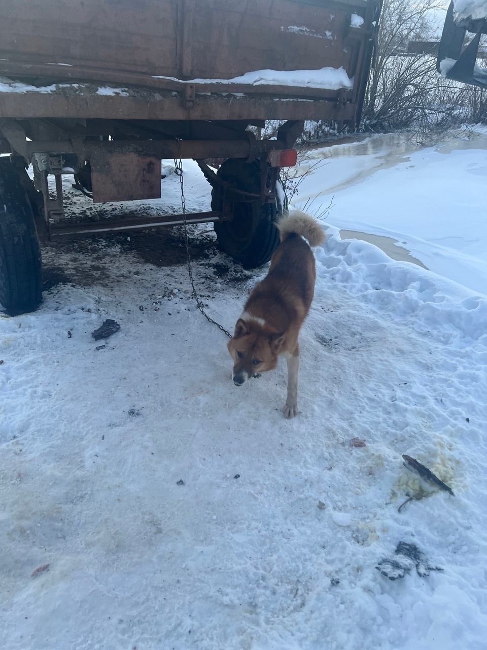 Найдена собака в Архангельске — фото объявления
