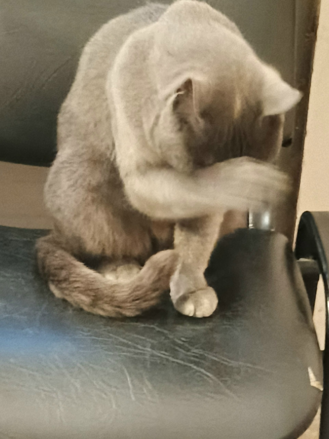 Найдена кошка в Архангельске — фото объявления