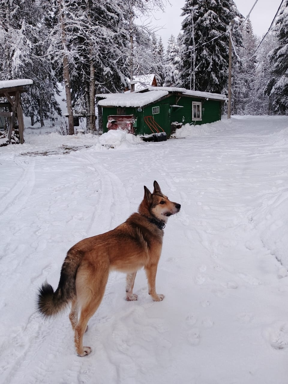 Пропала собака в Архангельске — фото объявления