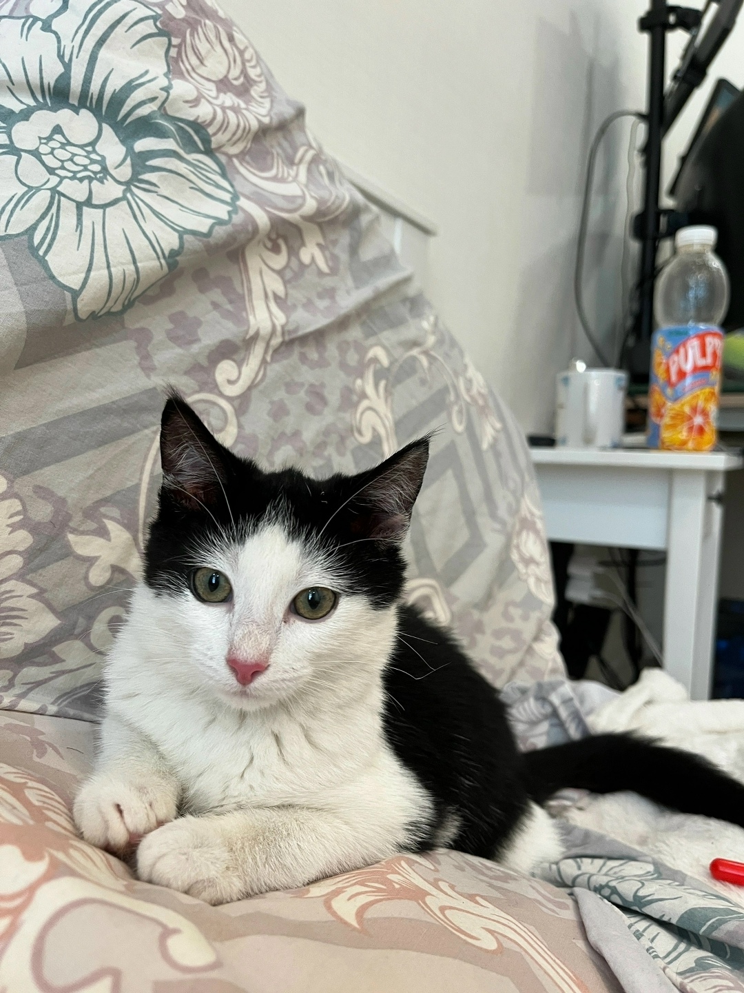 Найдена собака в Архангельске — фото объявления