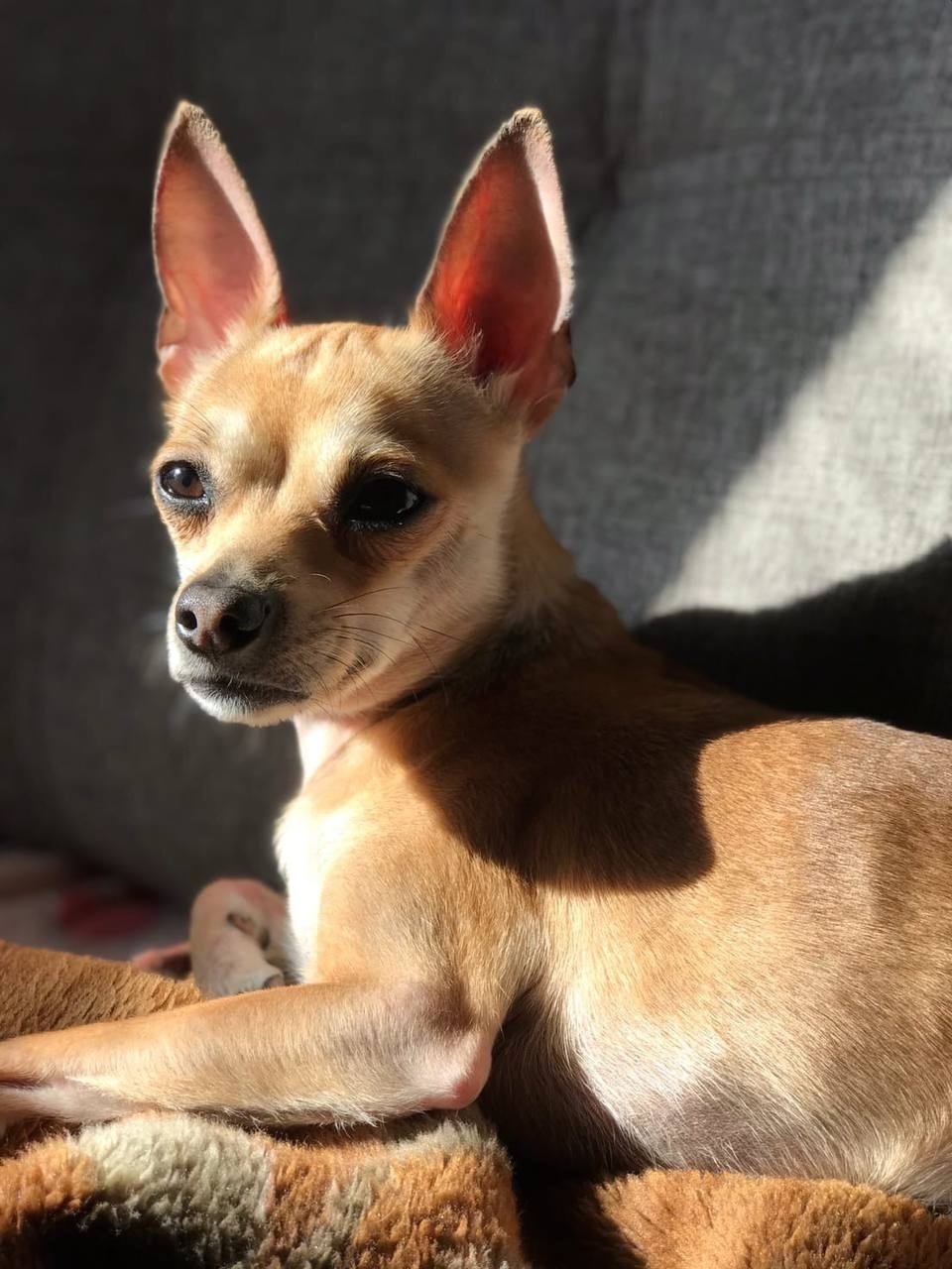 Пропала собака в Архангельске — фото объявления