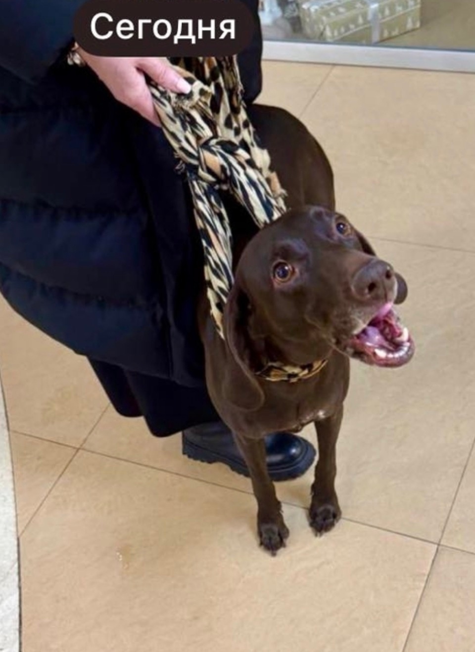 Найдена собака в Архангельске — фото объявления