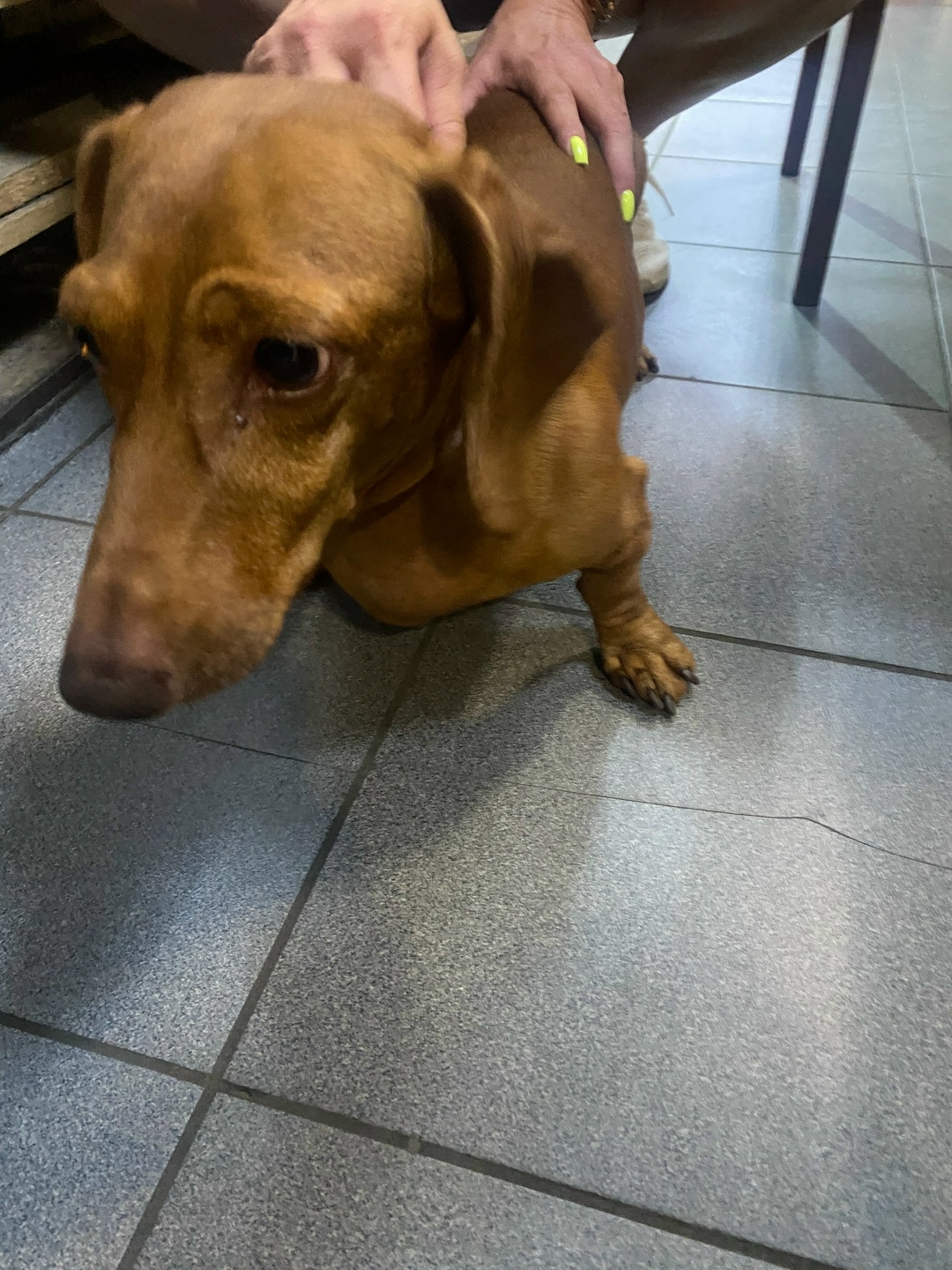 Найдена собака в Архангельске — фото объявления