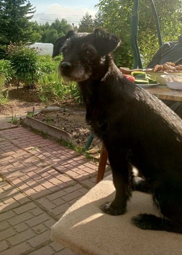 Пропала собака в Архангельске — фото объявления