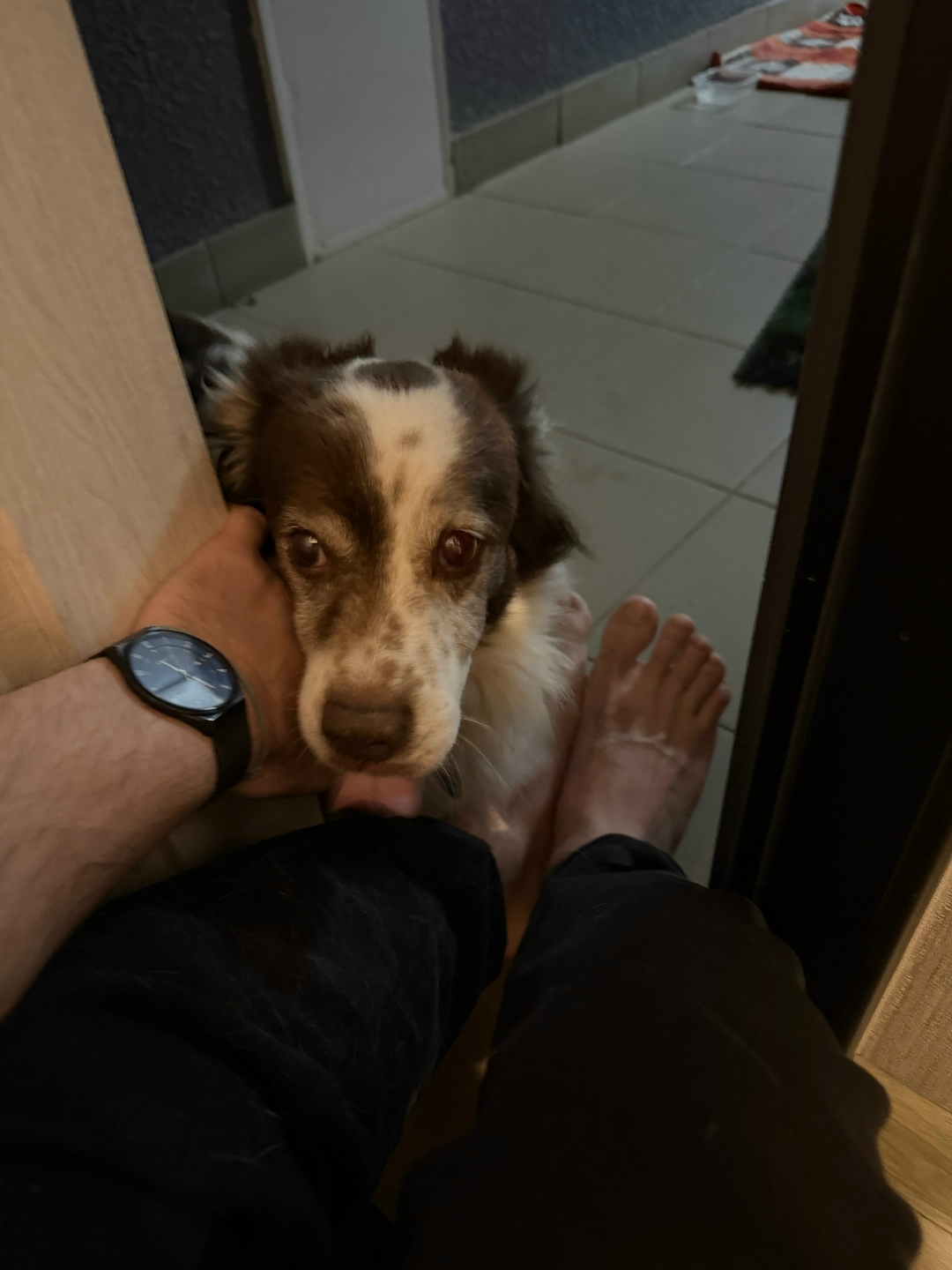 Пропала собака в Архангельске — фото объявления