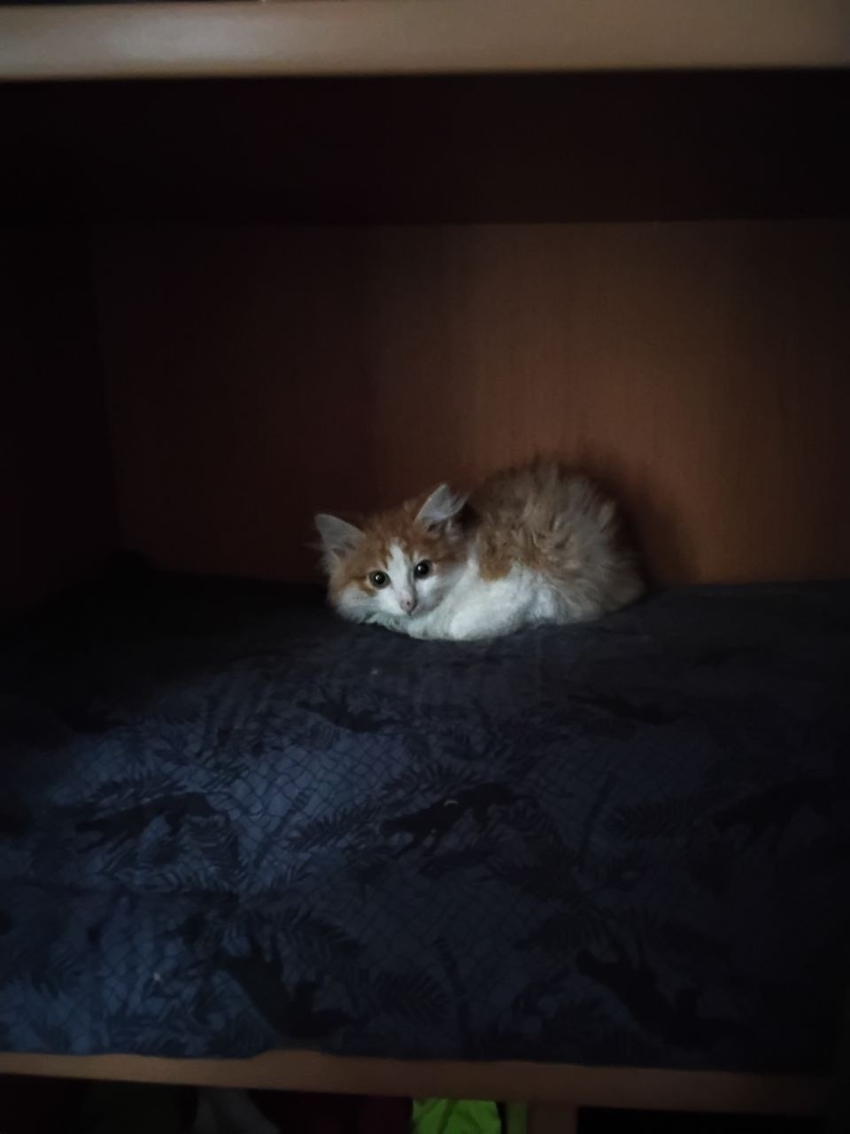 Найдена собака в Архангельске — фото объявления