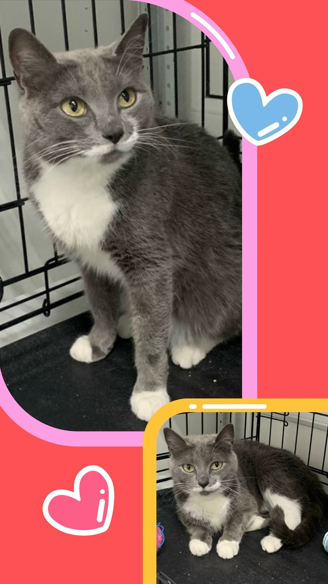 Найдена собака в Архангельске — фото объявления