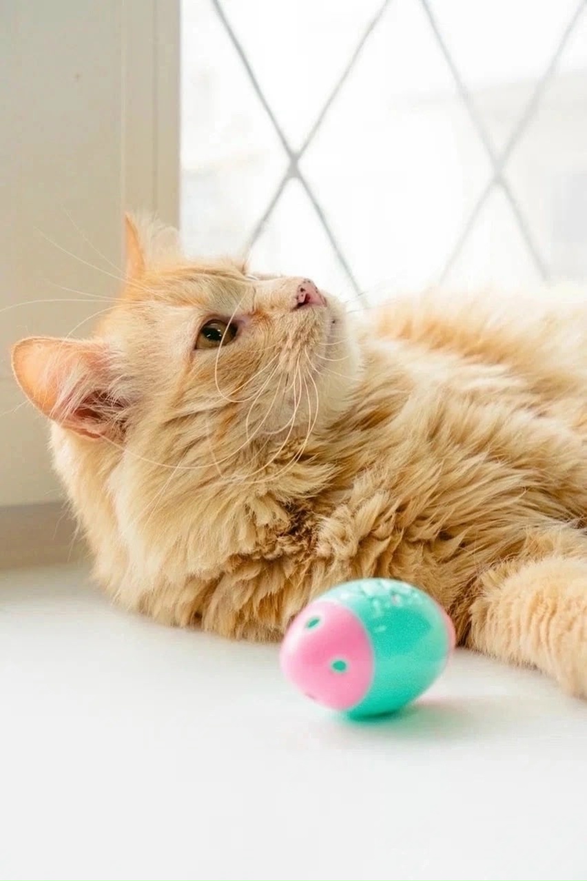 Найдена собака в Архангельске — фото объявления