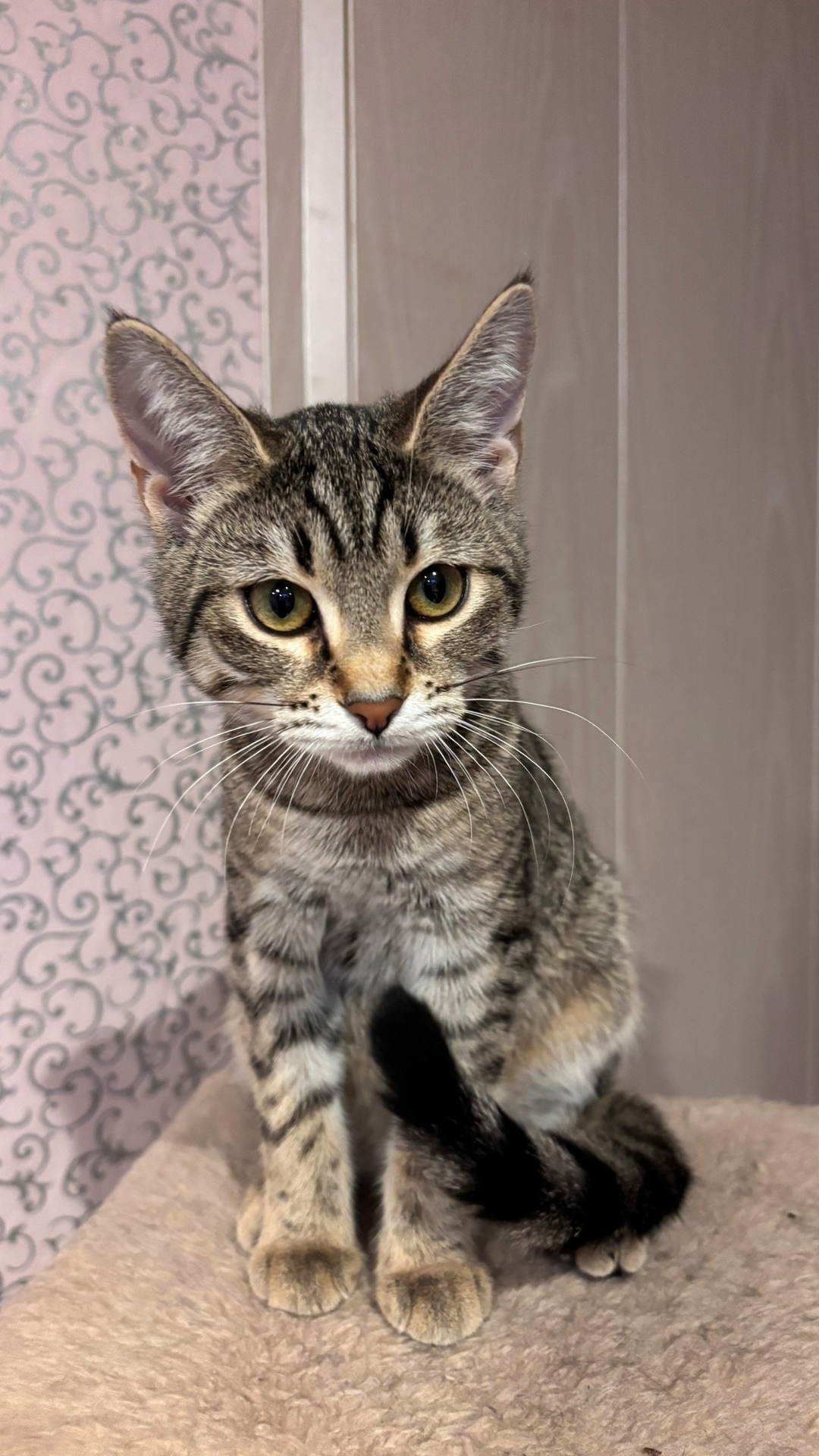 Найдена кошка в Архангельске — фото объявления