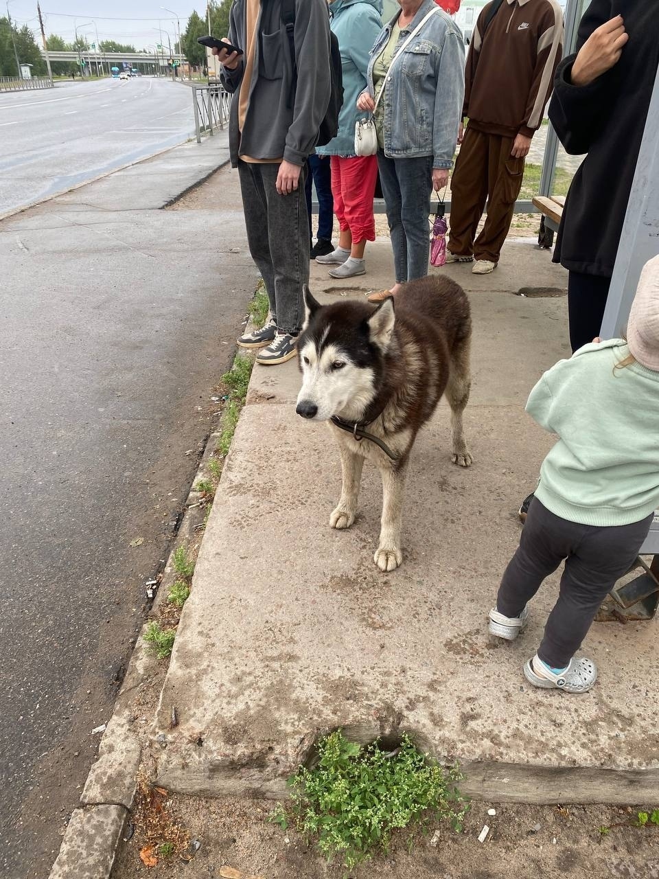 Найдена собака в Архангельске — фото объявления