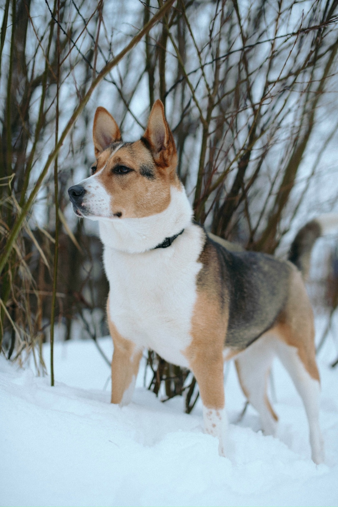 Найдена собака в Архангельске — фото объявления