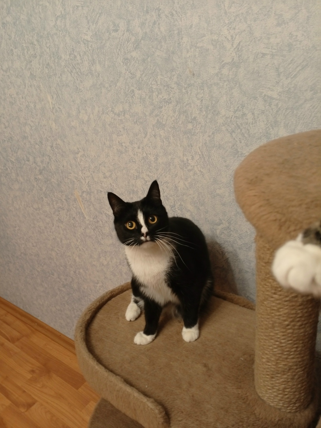 Найдена собака в Архангельске — фото объявления