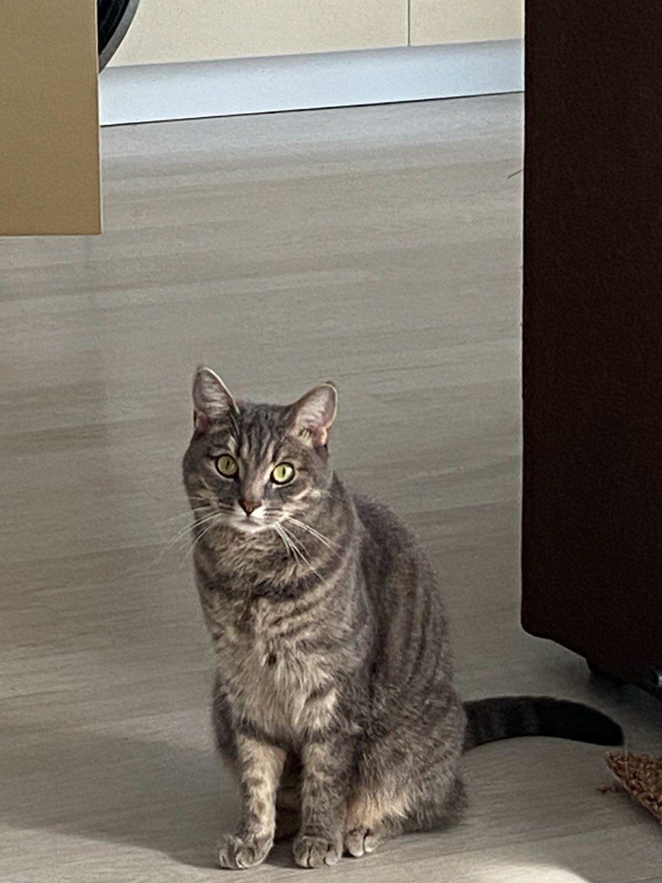 Найдена собака в Архангельске — фото объявления