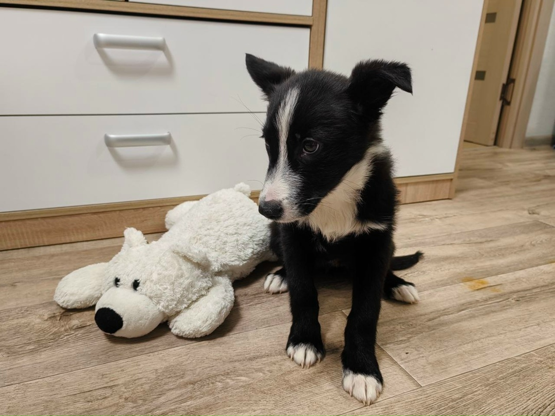 Найдена собака в Архангельске — фото объявления