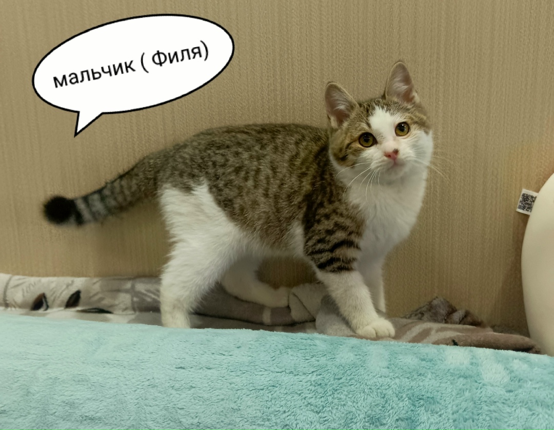 Найдена собака в Архангельске — фото объявления