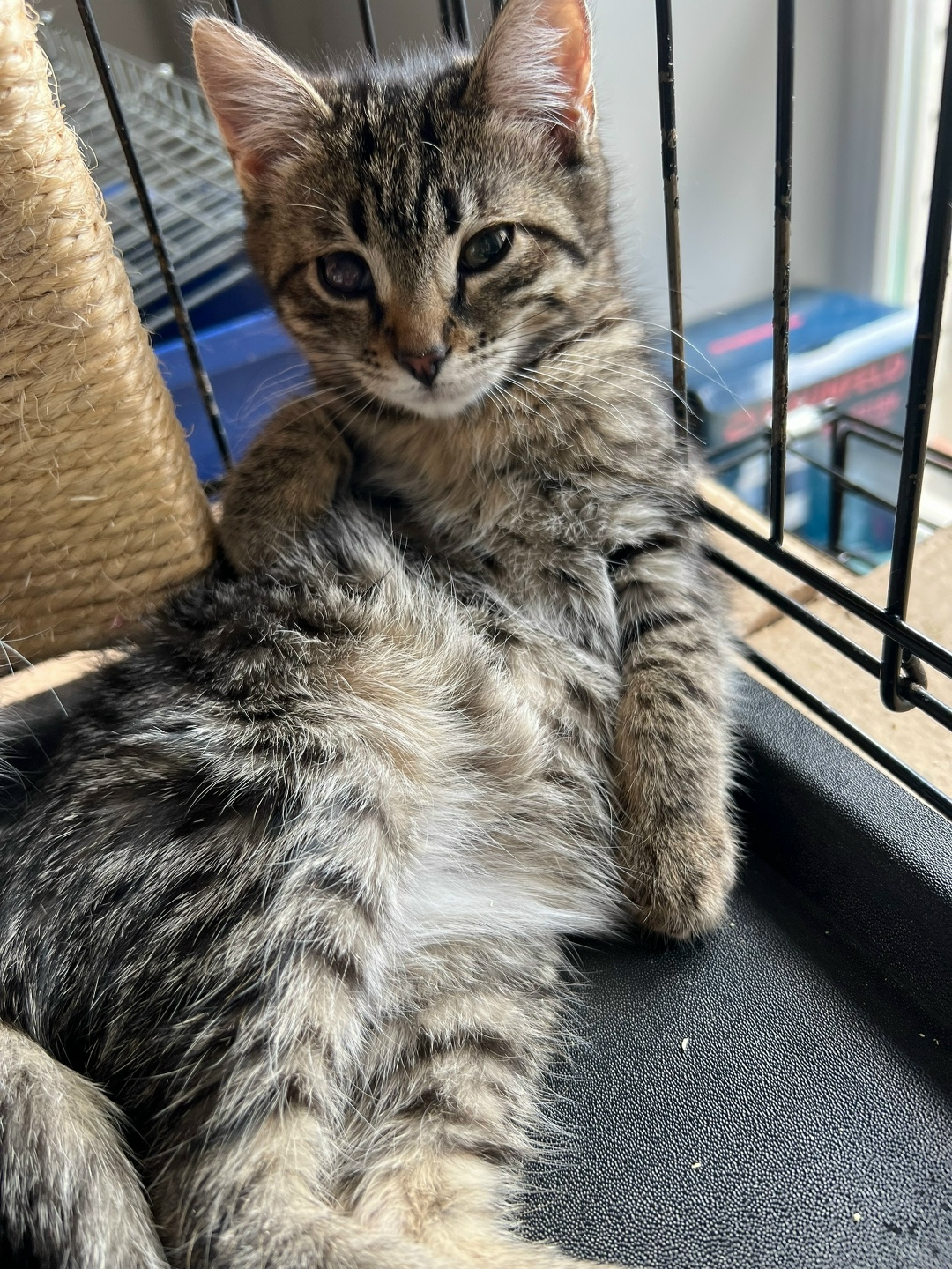 Найдена собака в Архангельске — фото объявления