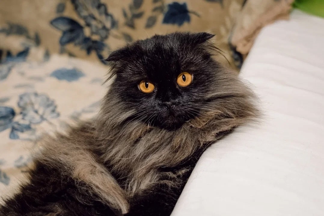 Найдена собака в Архангельске — фото объявления