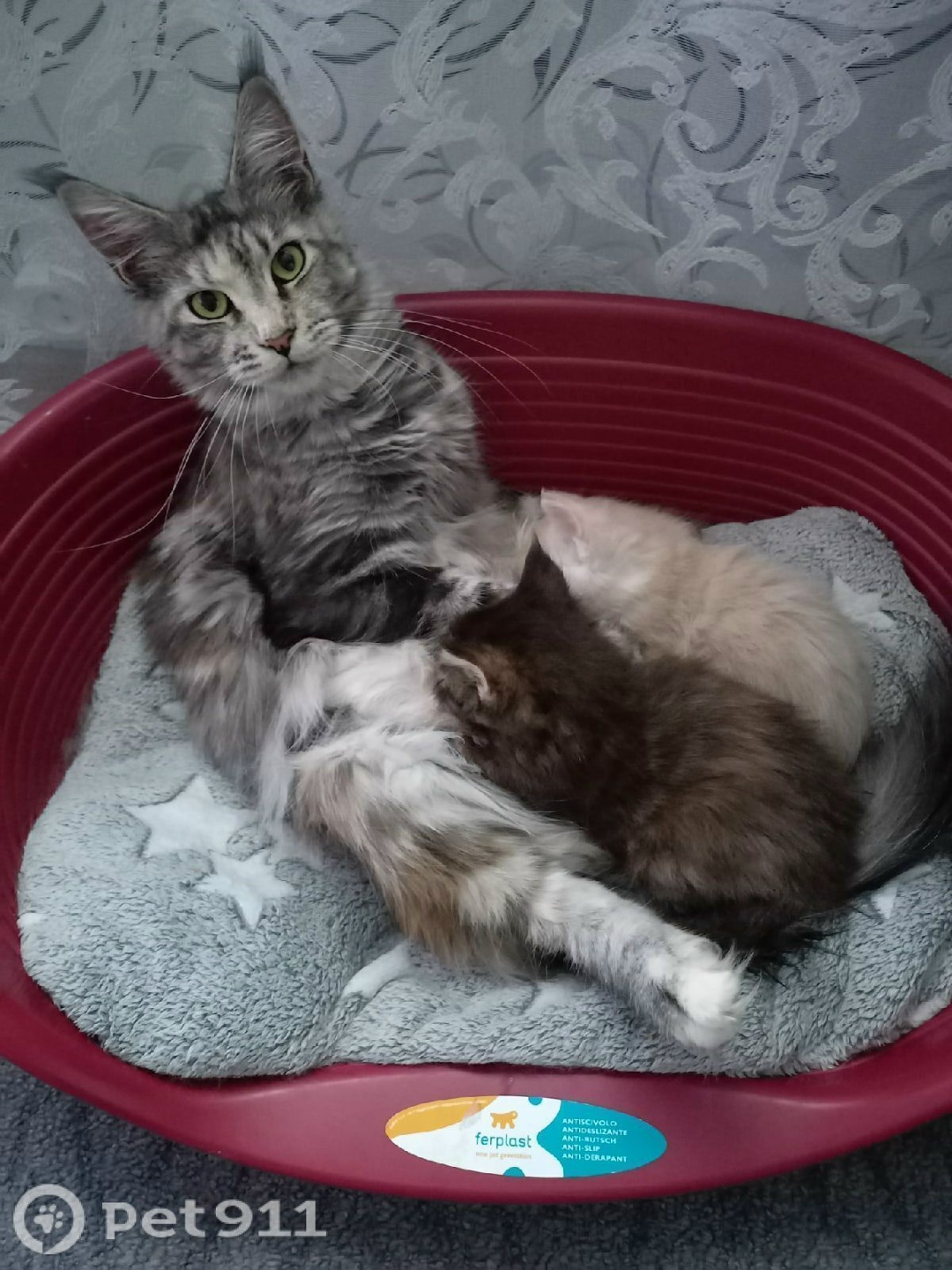 Пропала кошка в Архангельске — фото объявления