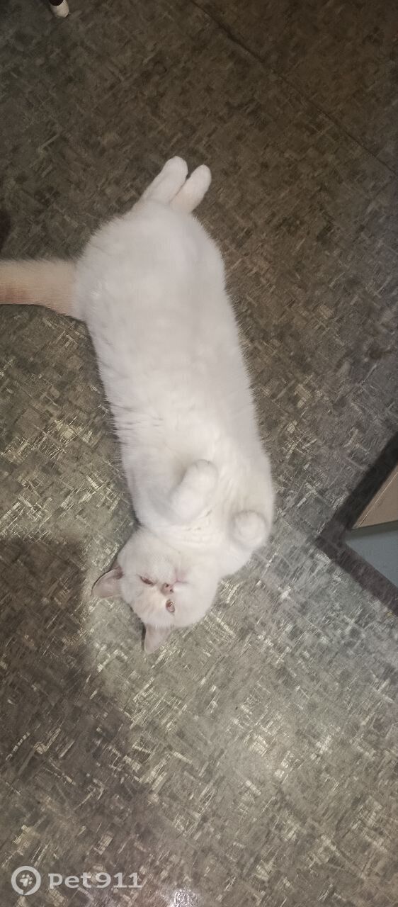 Пропала кошка в Архангельске — фото объявления