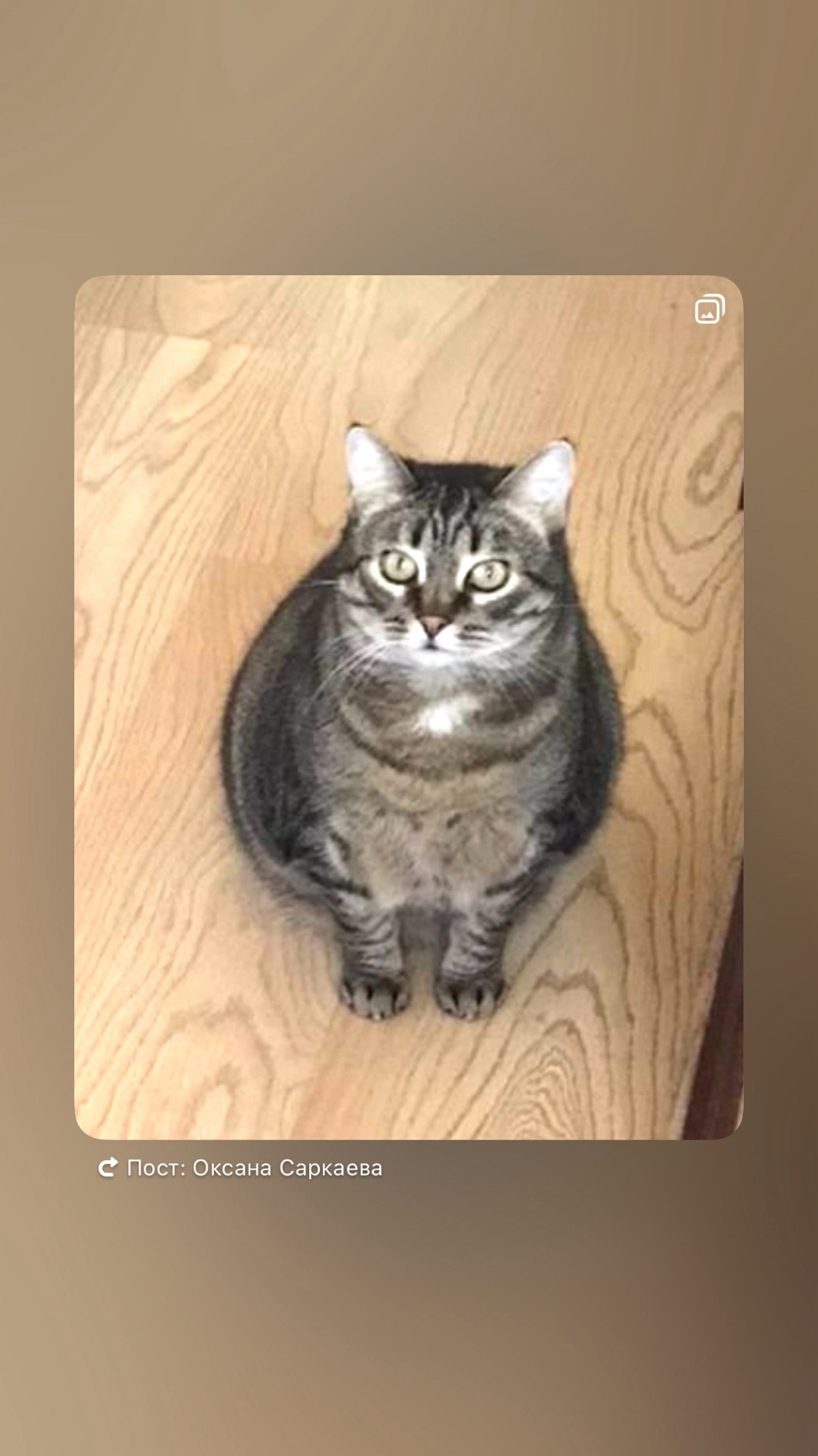 Найдена собака в Архангельске — фото объявления