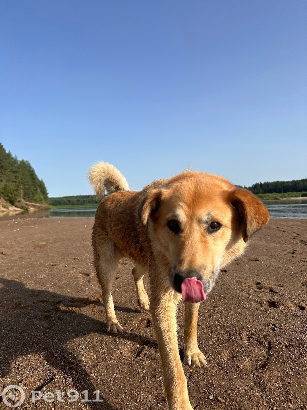 Найдена собака в Архангельске — фото объявления