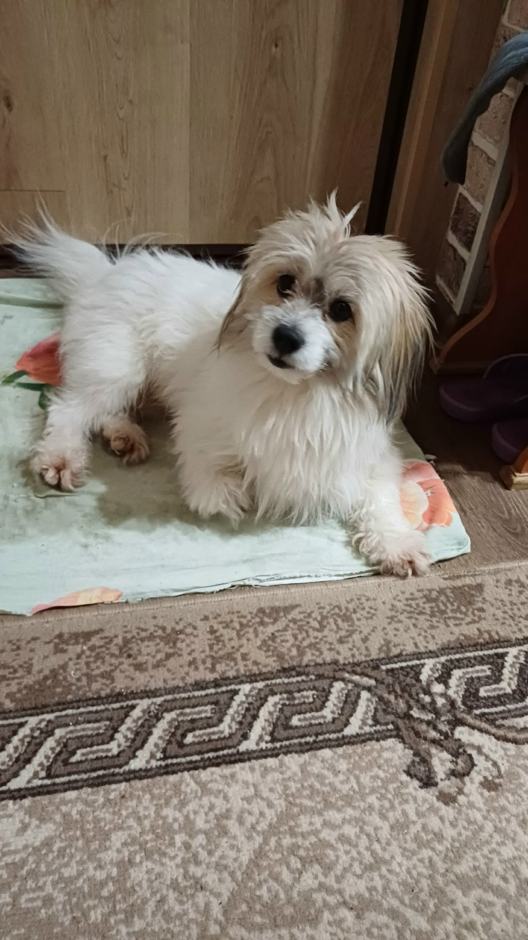 Пропала собака в Архангельске — фото объявления