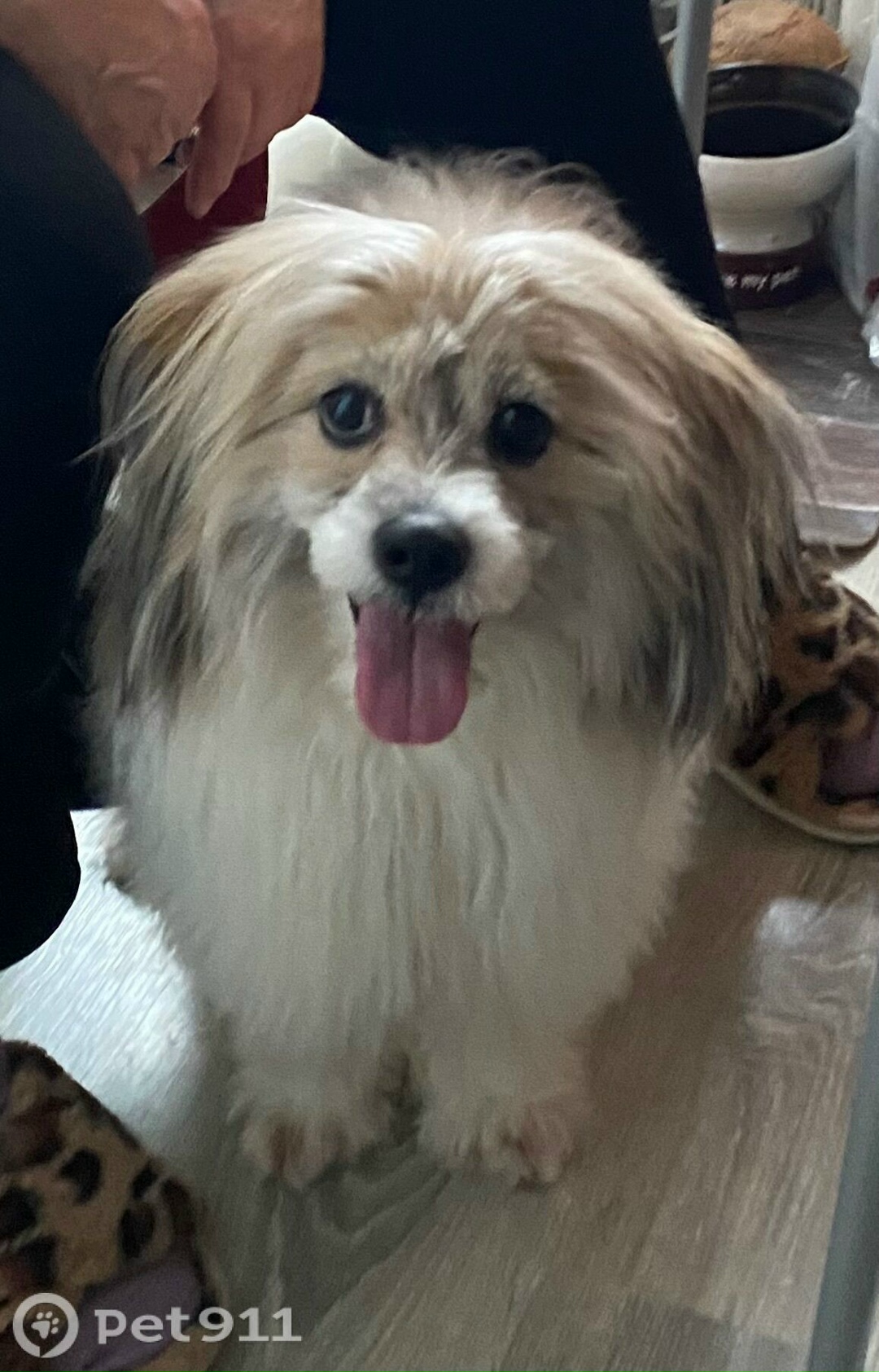 Найдена собака в Архангельске — фото объявления