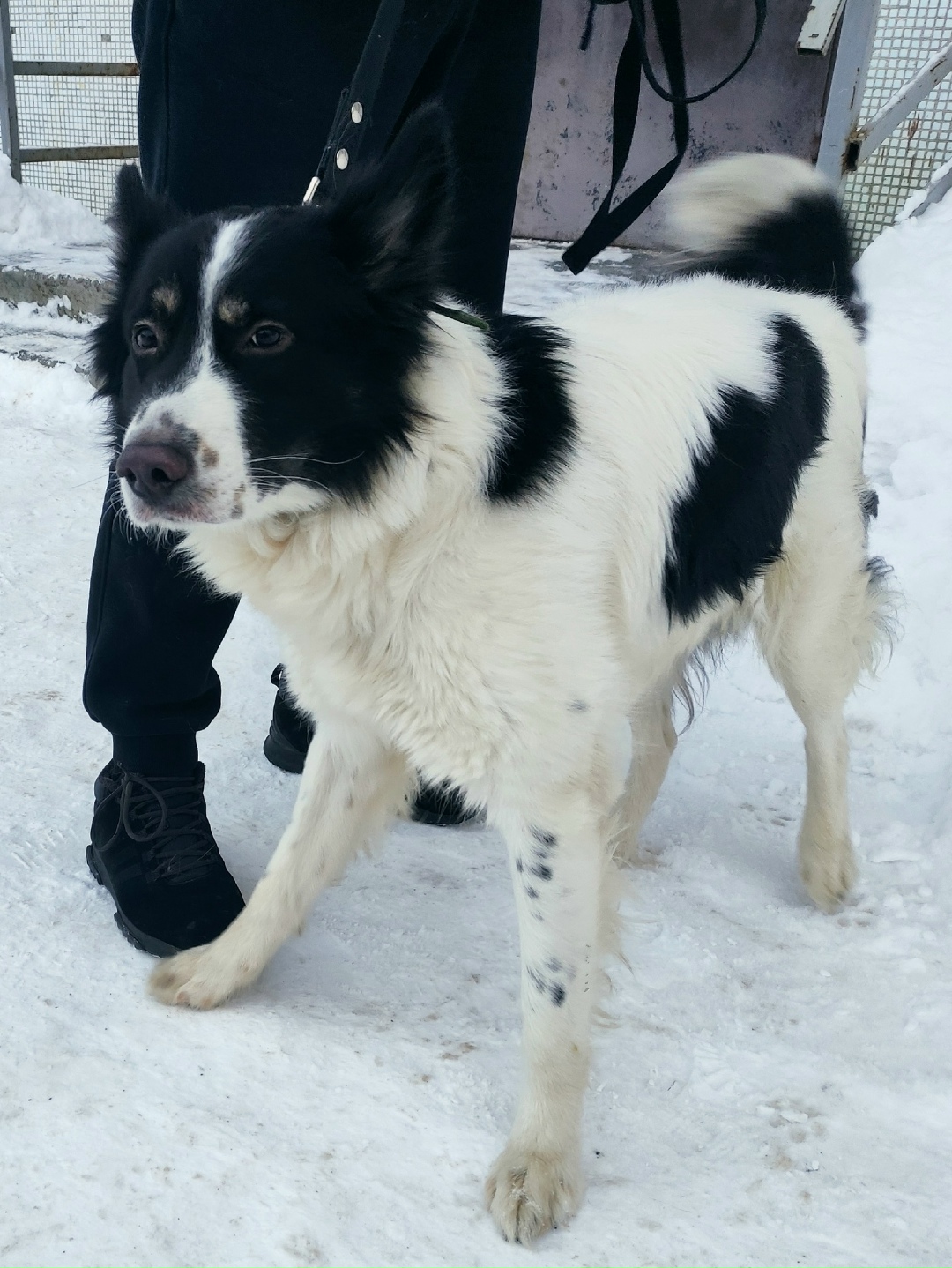 Пропала собака в Архангельске — фото объявления