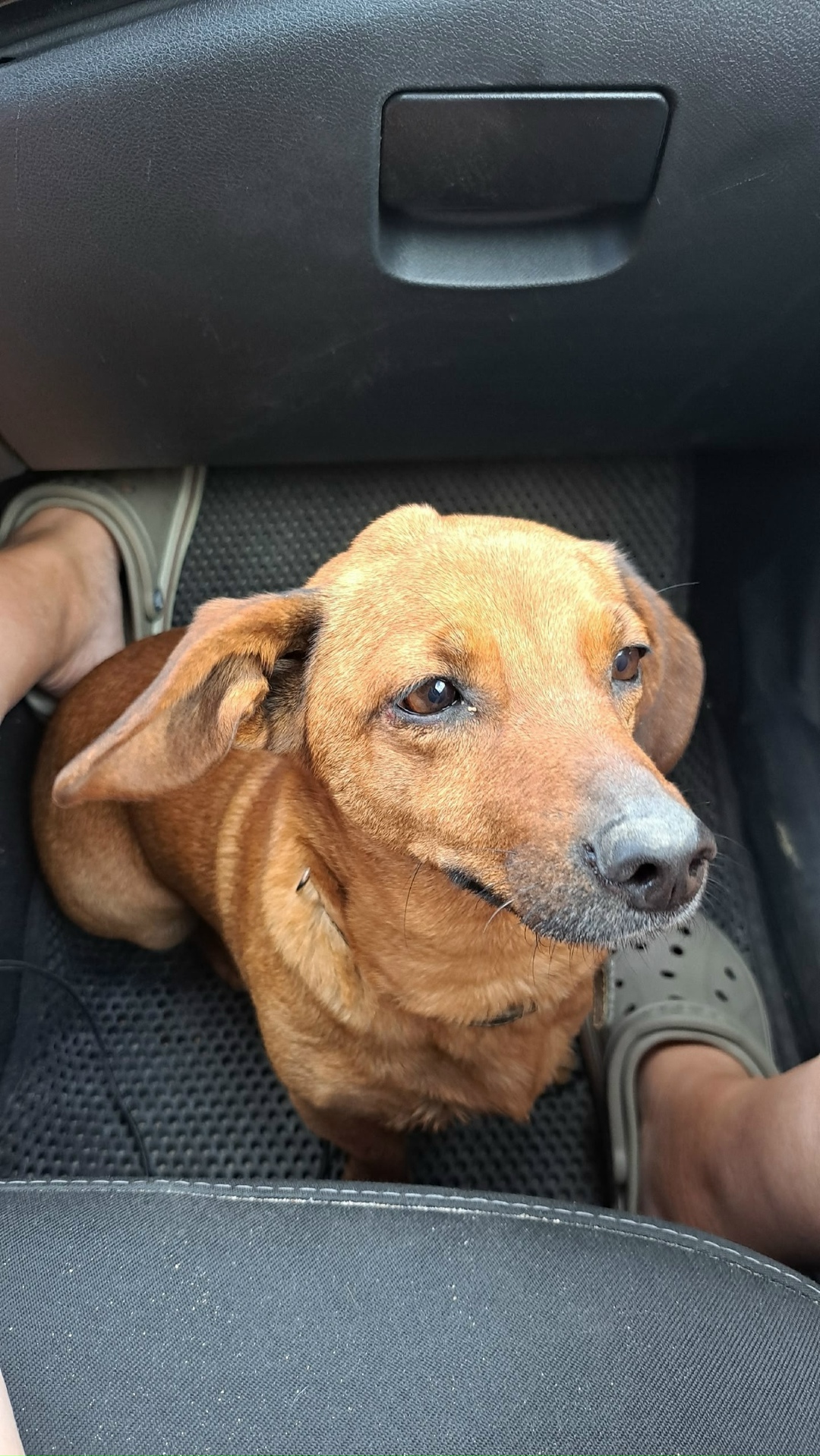 Найдена собака в Архангельске — фото объявления