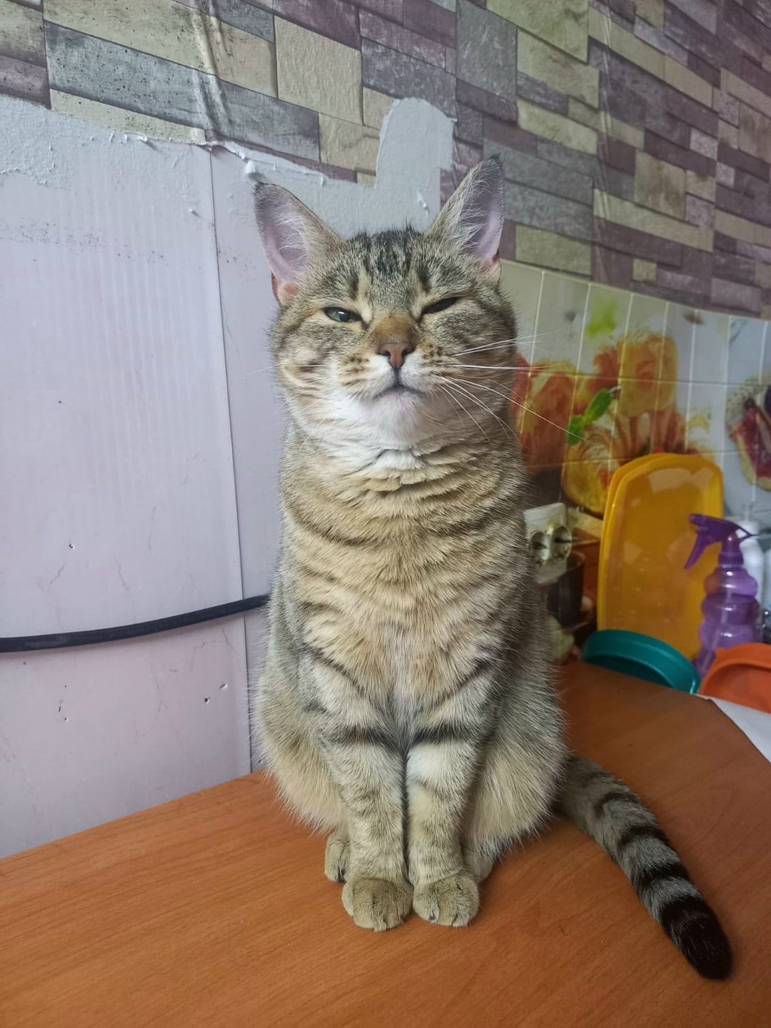 Пропала кошка в Архангельске — фото объявления