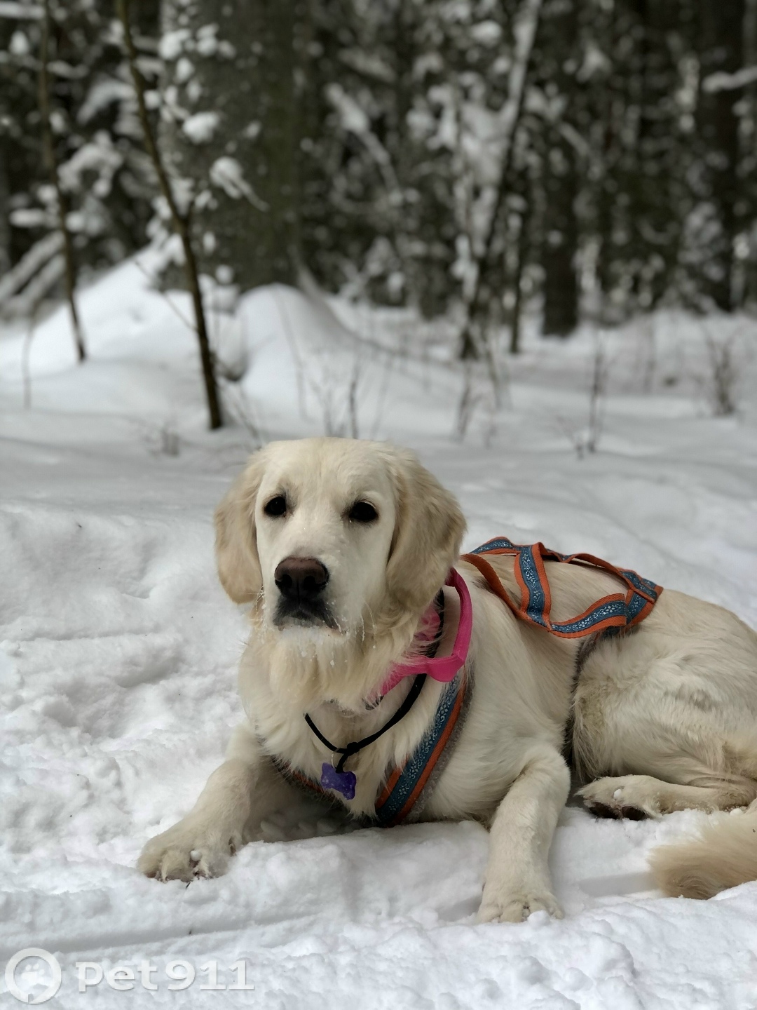 Пропала собака в Архангельске — фото объявления