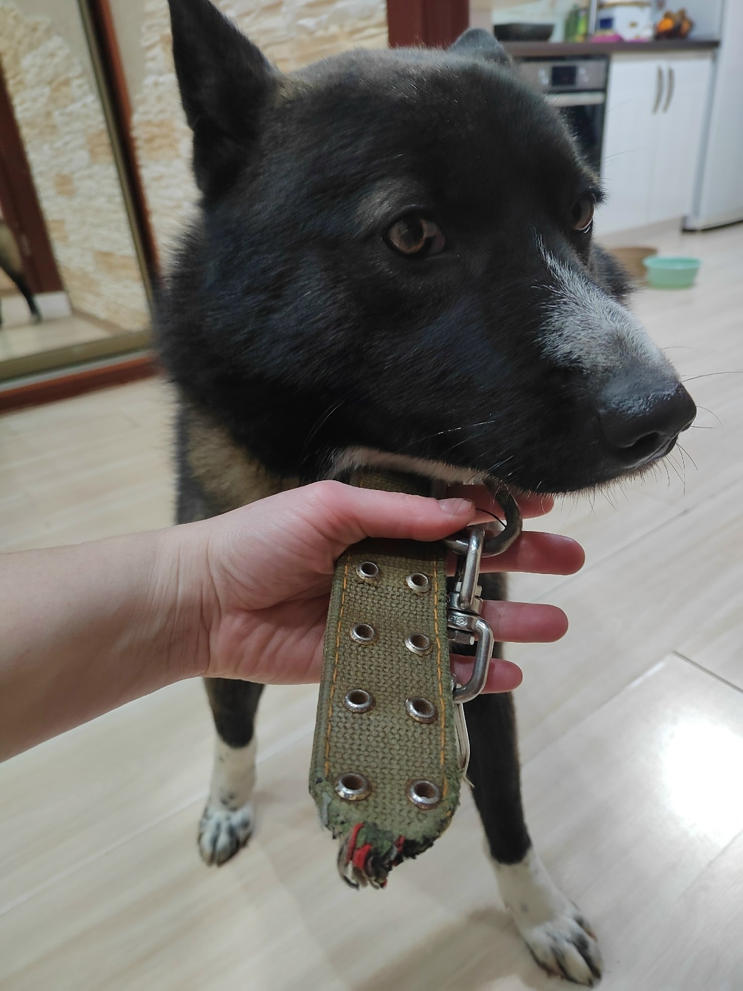 Найдена собака в Архангельске — фото объявления