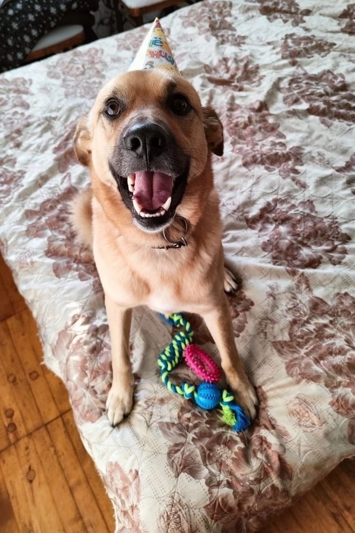 Пропала собака в Архангельске — фото объявления